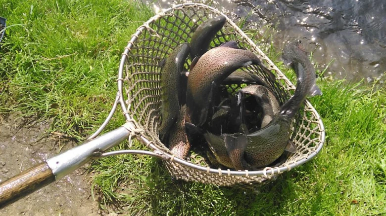 Rainbow trout in net