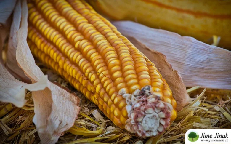 Žlutá kukuřice na slámě připravená pro polentu.