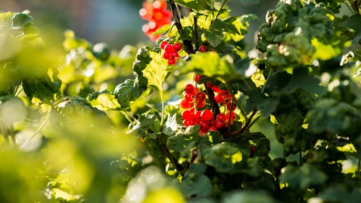 Red currant berries on bush