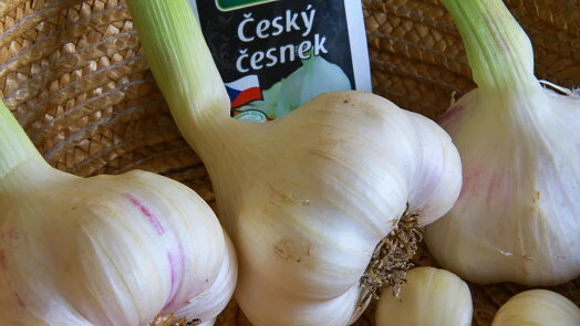 Tři hlavy čerstvého českého česneku na pleteném podkladu.