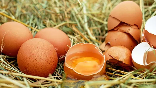 Čerstvá vejce na slámě pro recepty na omeletu.
