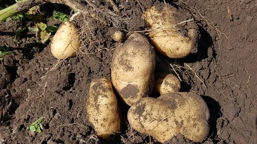 Čerstvě vykopané brambory s kořeny na zemi.
